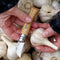 Hand holding a Opinel chestnut & garlic knife with a wooden handle over garlic bulbs.