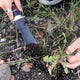 Three-quarter view of The Hero Hori garden tool showcasing double-edged blade with serrated edge, inch markings, and cocobolo wood handle on soil background