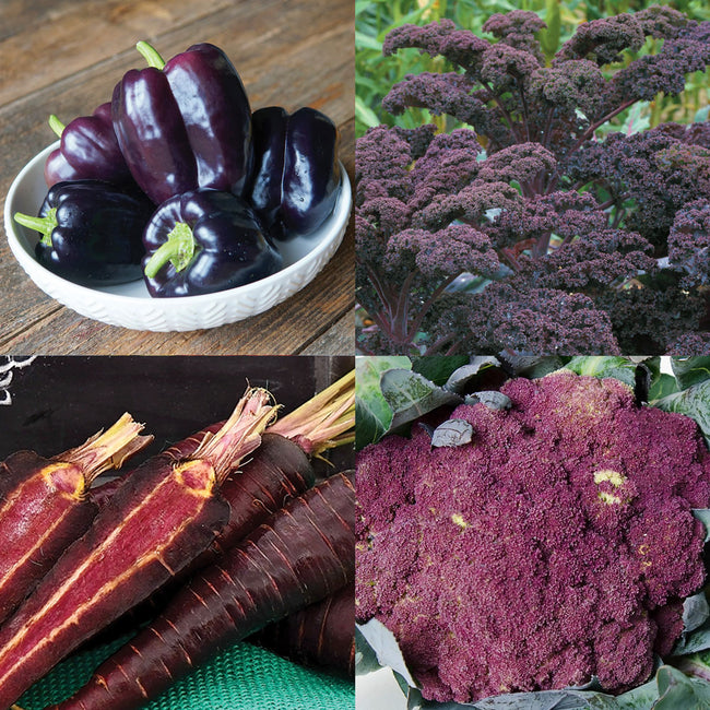 Front view of Purple Power Seed Collection showing an assortment of purple vegetables and seed packets on a dark surface