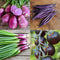 Front view of Purple Power Seed Collection packet showcasing photos of purple vegetables on white background