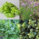 Close-up collage of Culinary Herb Garden Essentials showing basil, chives, coriander and dill leaves on a light background