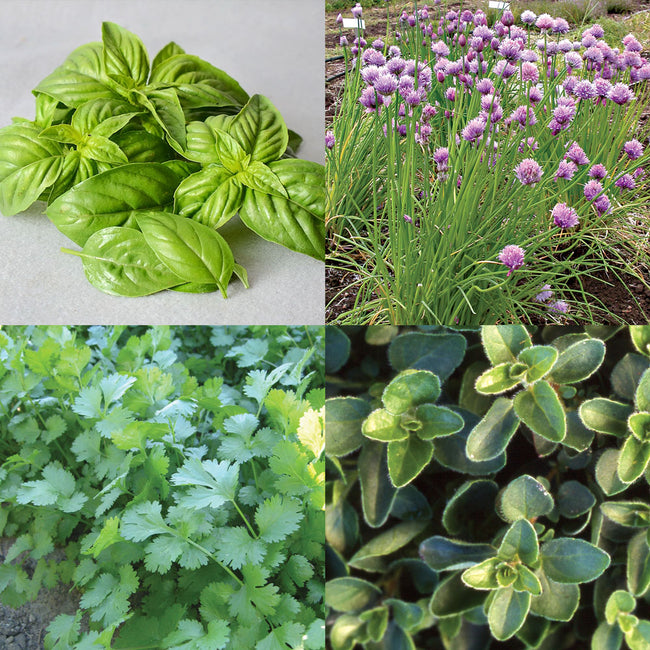 Close-up collage of Culinary Herb Garden Essentials showing basil, chives, coriander and dill leaves on a light background