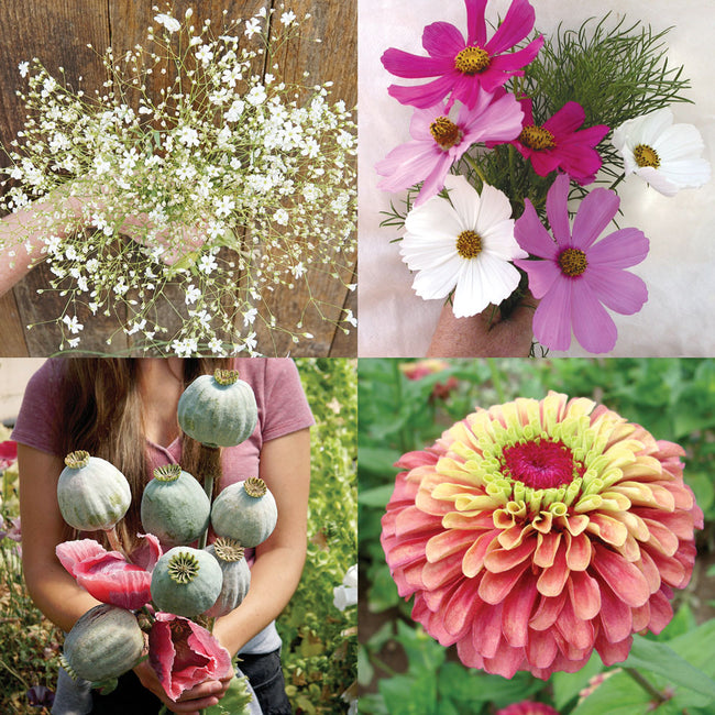 Close-up of mixed colorful cut flowers from Easy-Care Flower Cutting Garden kit on a white background