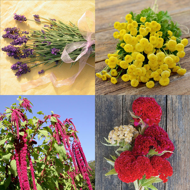 Collage of four flowers from the Everlasting Flower Garden Kit showcasing colorful dried blooms and varied textures on a white background