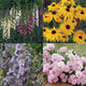 Collage of Favorite Cutting Flowers garden kit showing mixed colorful cut blooms