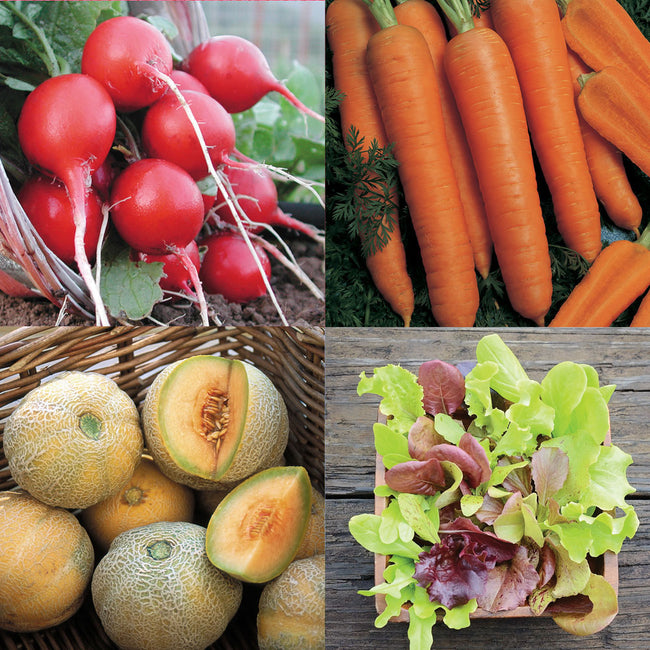 Product collage of New Gardener Success Starter kit showcasing radishes, carrots, onions, and lettuce