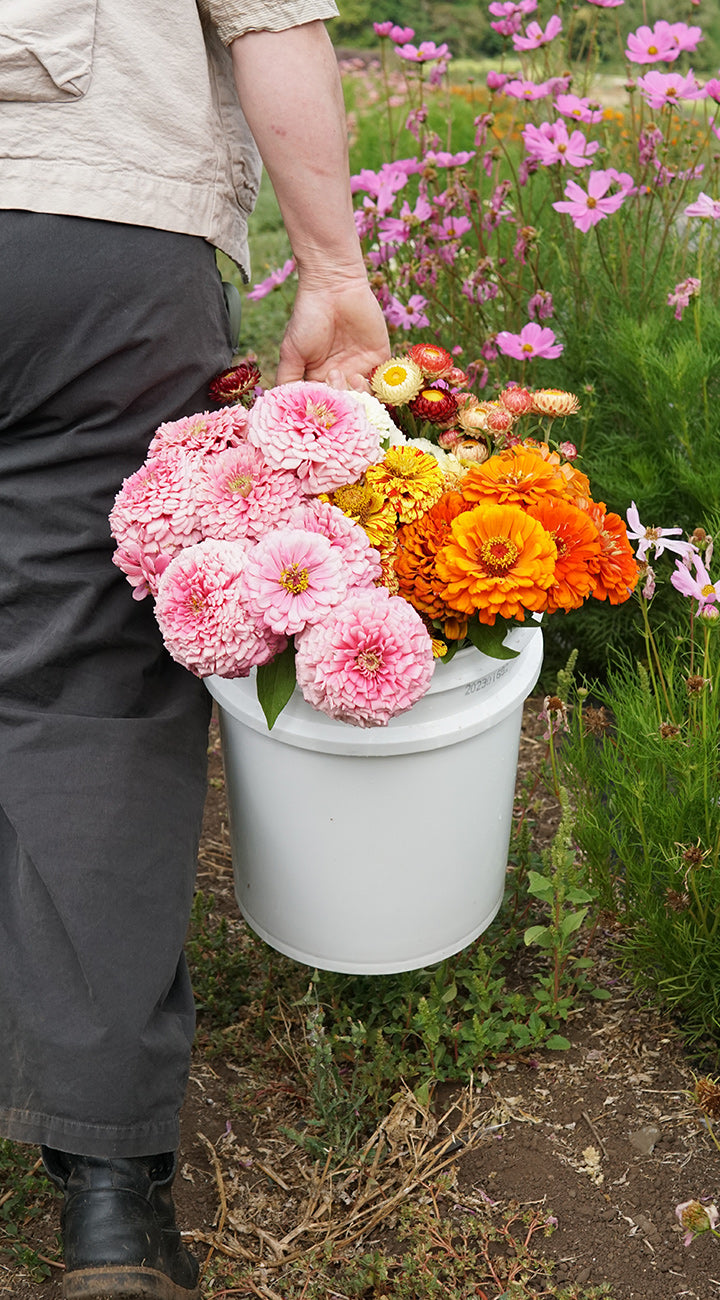 Person holding a white bucket filled with colorful zinnia flowers in a garden setting