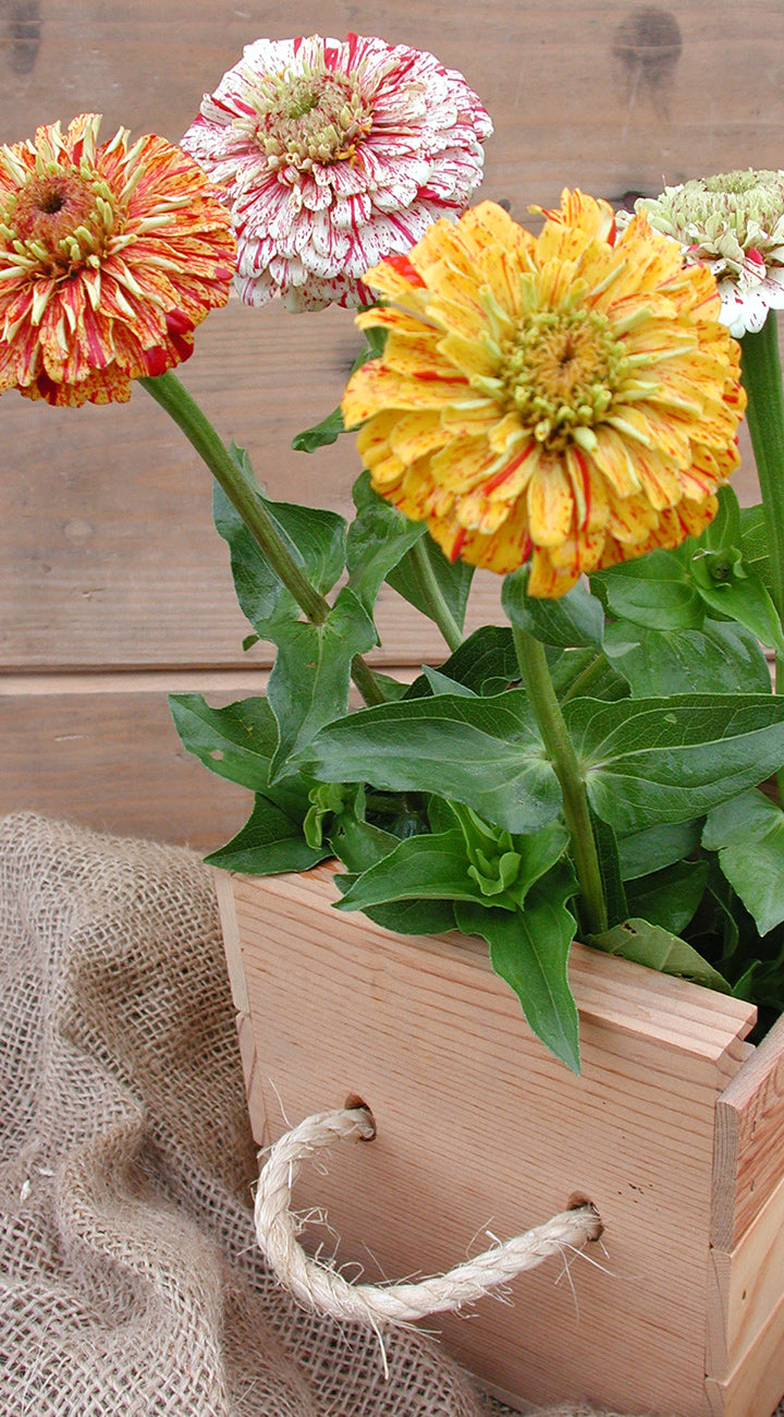 Colorful zinnia flowers in a wooden box on a wooden surface
