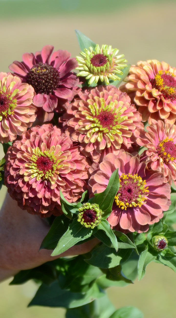 Bouquet of pink and green zinnia flowers held by a hand with a blurred background