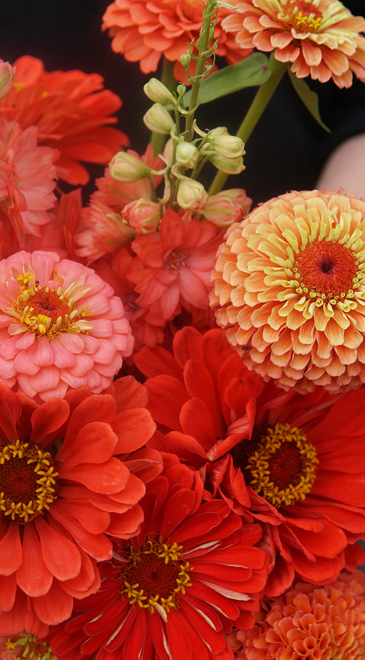 Close-up of colorful zinnia flowers including red, pink, and orange blossoms.