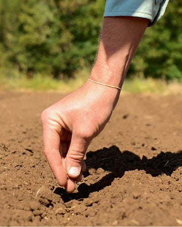 Hand planting a seed in soil with a blurred natural background