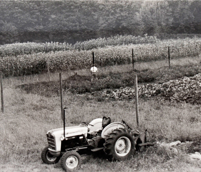 Vintage tractor in a field with rows of crops and a fence in the background.