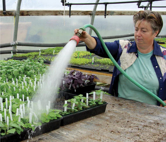person watering a tray full of transplants