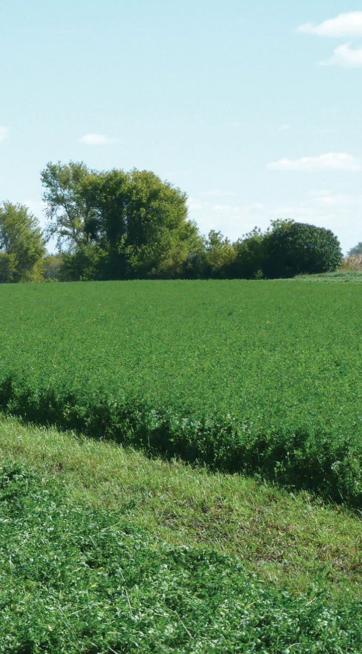 Green field with alfalfa and trees under a blue sky