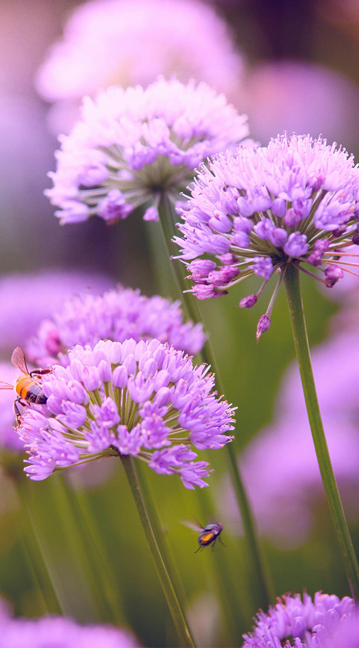 Close-up of purple allium flowers with a bee on a blurred background