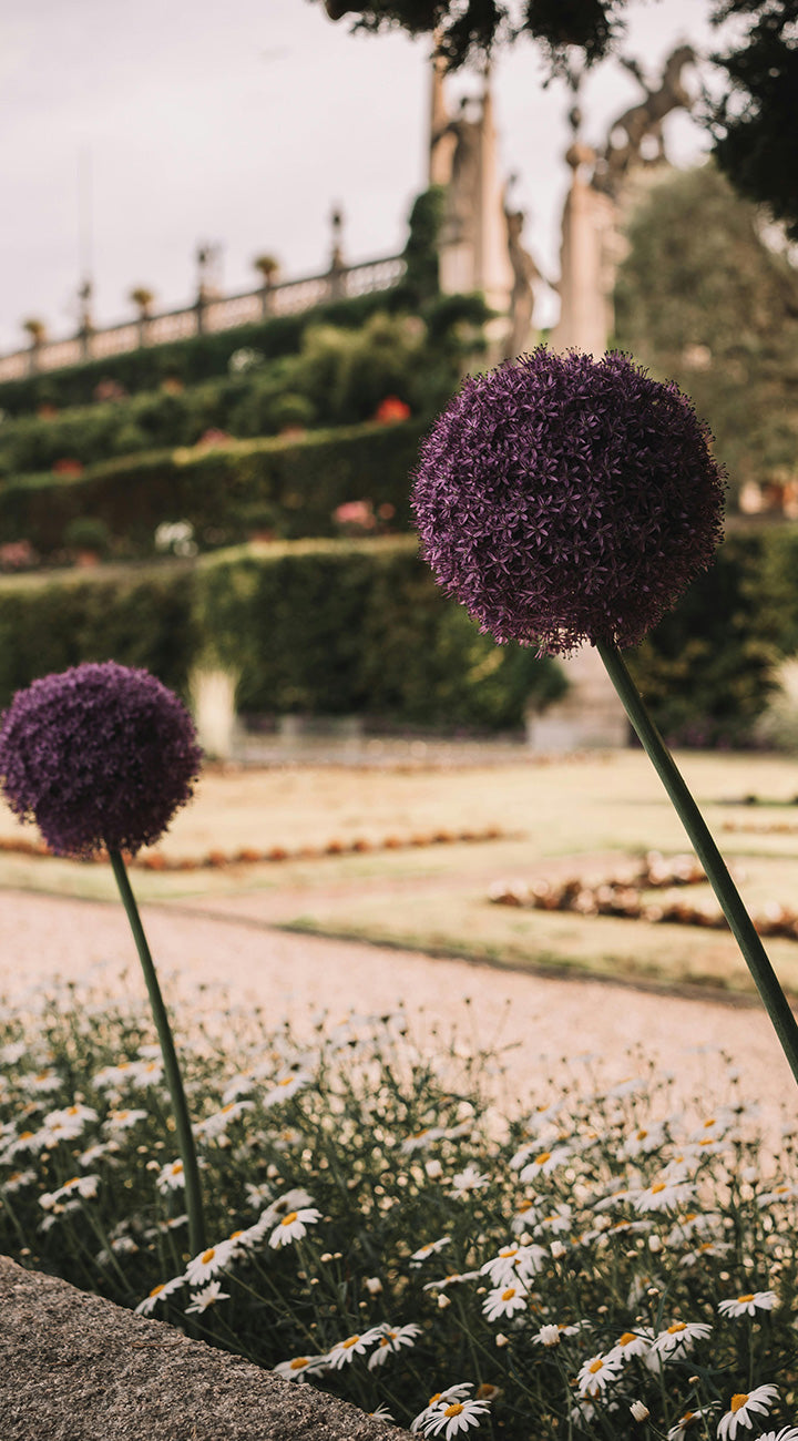 Purple allium flowers in a garden setting with blurred background