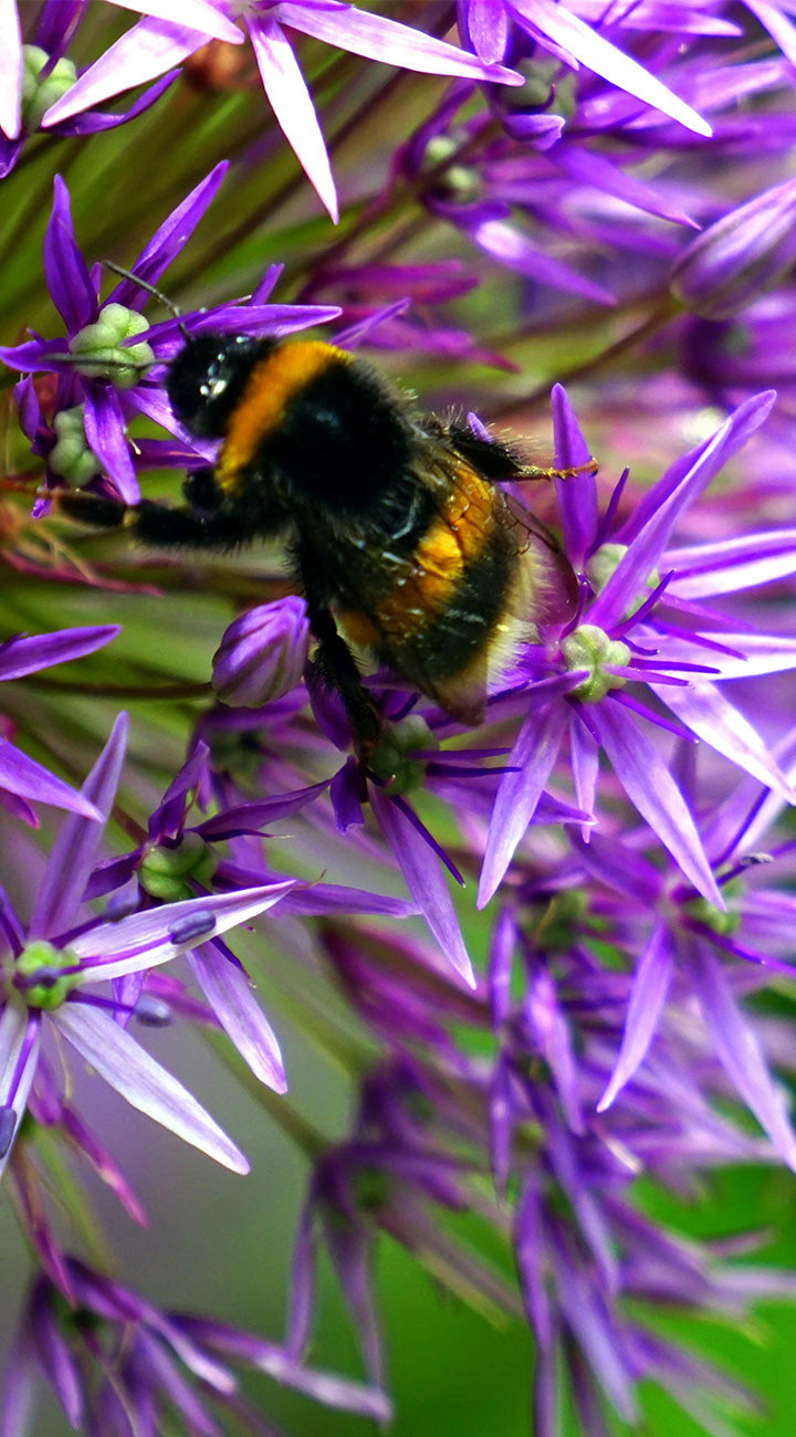 Bumblebee on a purple allium flower