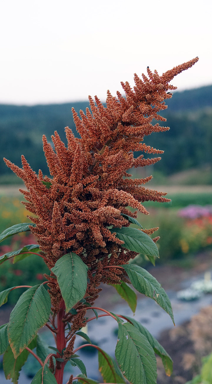 Close-up of a amaranth plant with red-brown flower cluster and green leaves against a blurred natural background
