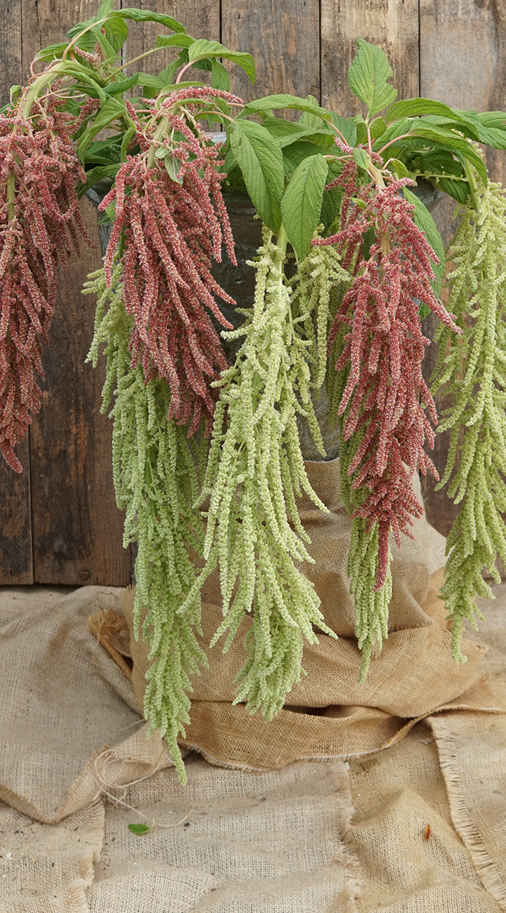 Close-up of Love Lies Bleeding amaranth showcasing long drooping tassel flowers in pink and pale green against a wooden background