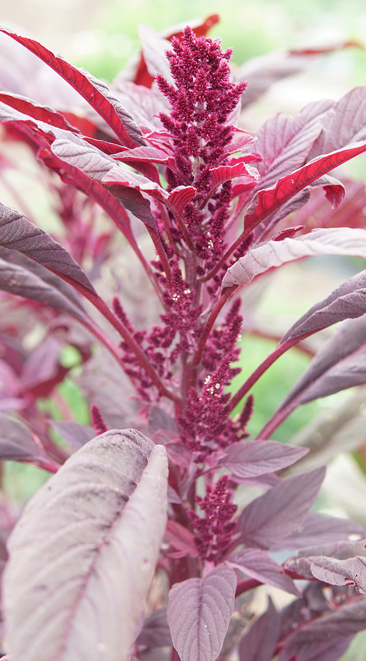 Close-up of Love Lies Bleeding amaranth showcasing an upright deep magenta flower spike and burgundy leaves with soft green background