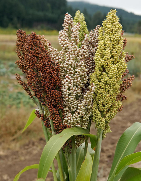 Sorghum plants with brown, white, and green seeds in a field.