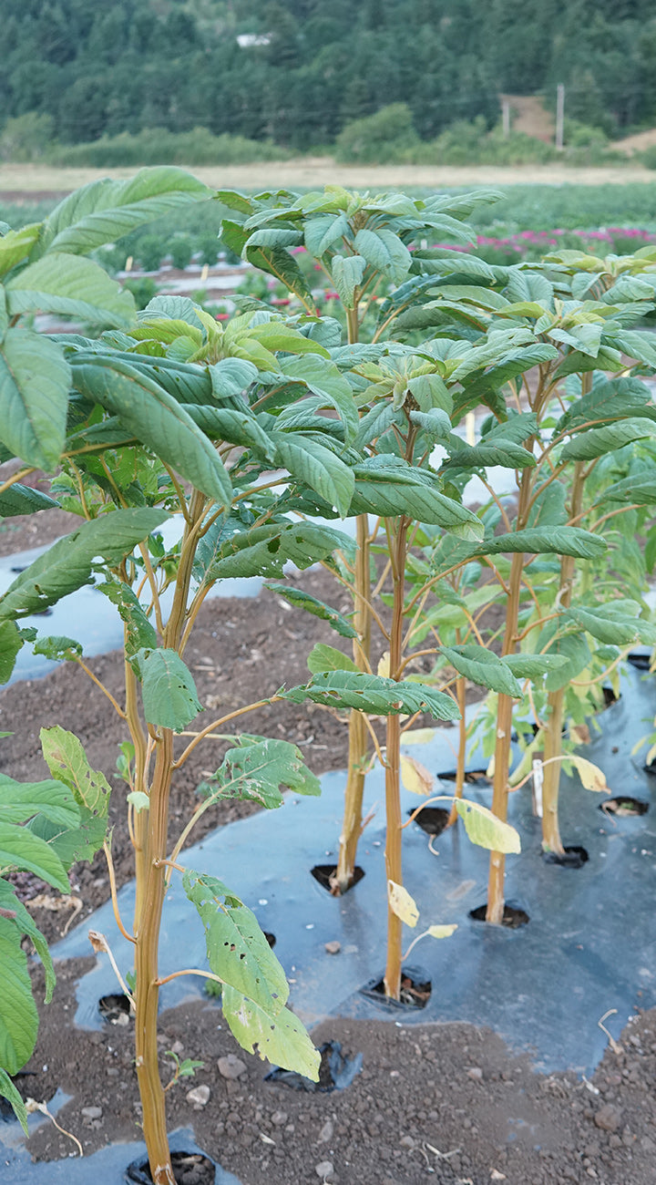 Young amaranth plants growing in a field with a clear plastic sheet on the ground.