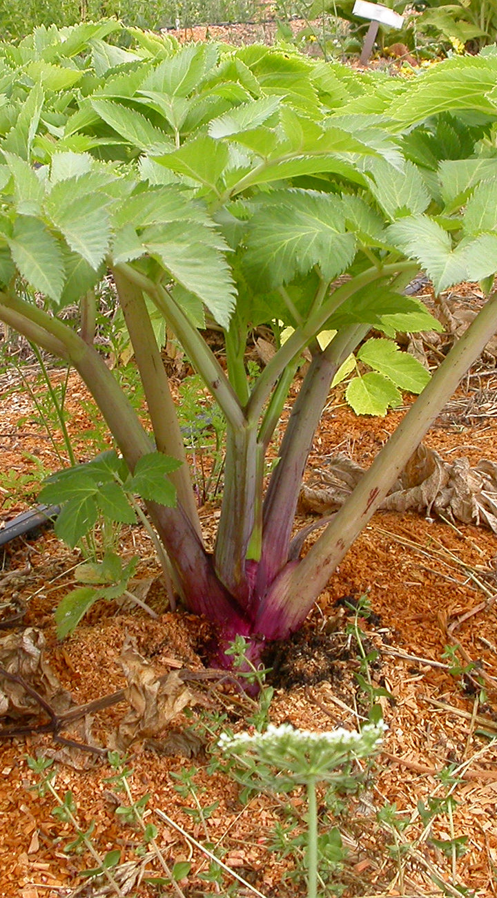 Front view of Prairie Pearls sorghum showing mixed green, pink, and brown seedheads with broad leaves against a weathered wooden background