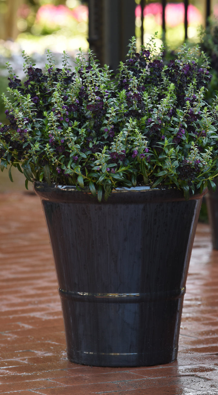 Potted angelonia plant with dark green leaves and purple flowers on a wooden surface.