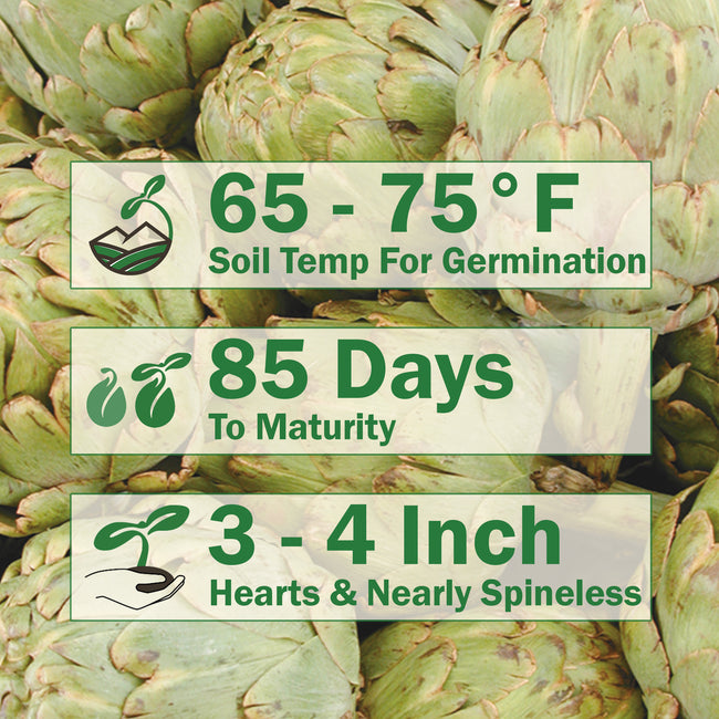 Infographic showing growing tips for artichoke: 65–75°F recommended temperature, 85 days to harvest, and 3–4 inch bud size