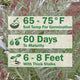 Infographic for growing cardoon showing 65 to 75 F soil temperature for germination; 60 days to maturity; 6 to 8 feet tall with thick stalks