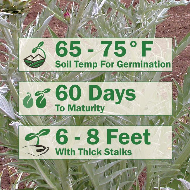 Infographic for growing cardoon showing 65 to 75 F soil temperature for germination; 60 days to maturity; 6 to 8 feet tall with thick stalks