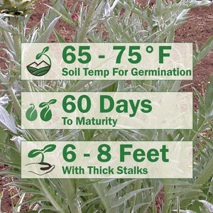 Infographic for growing cardoon showing 65 to 75 F soil temperature for germination; 60 days to maturity; 6 to 8 feet tall with thick stalks