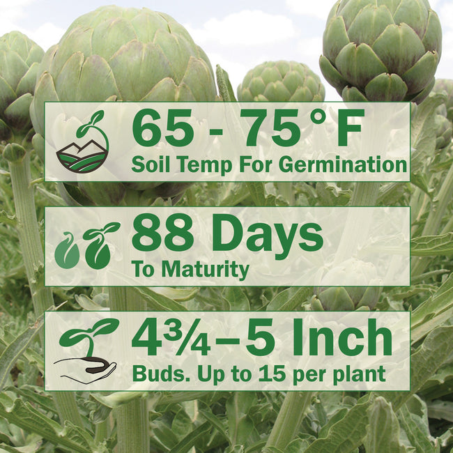 Infographic showing growing tips for artichoke: 65–75°F, 88 days to harvest, and 4–5 inch artichoke buds
