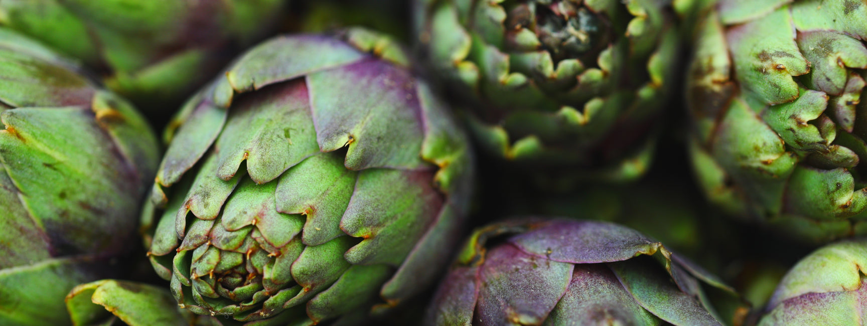 Close-up of green artichokes with purple tips.