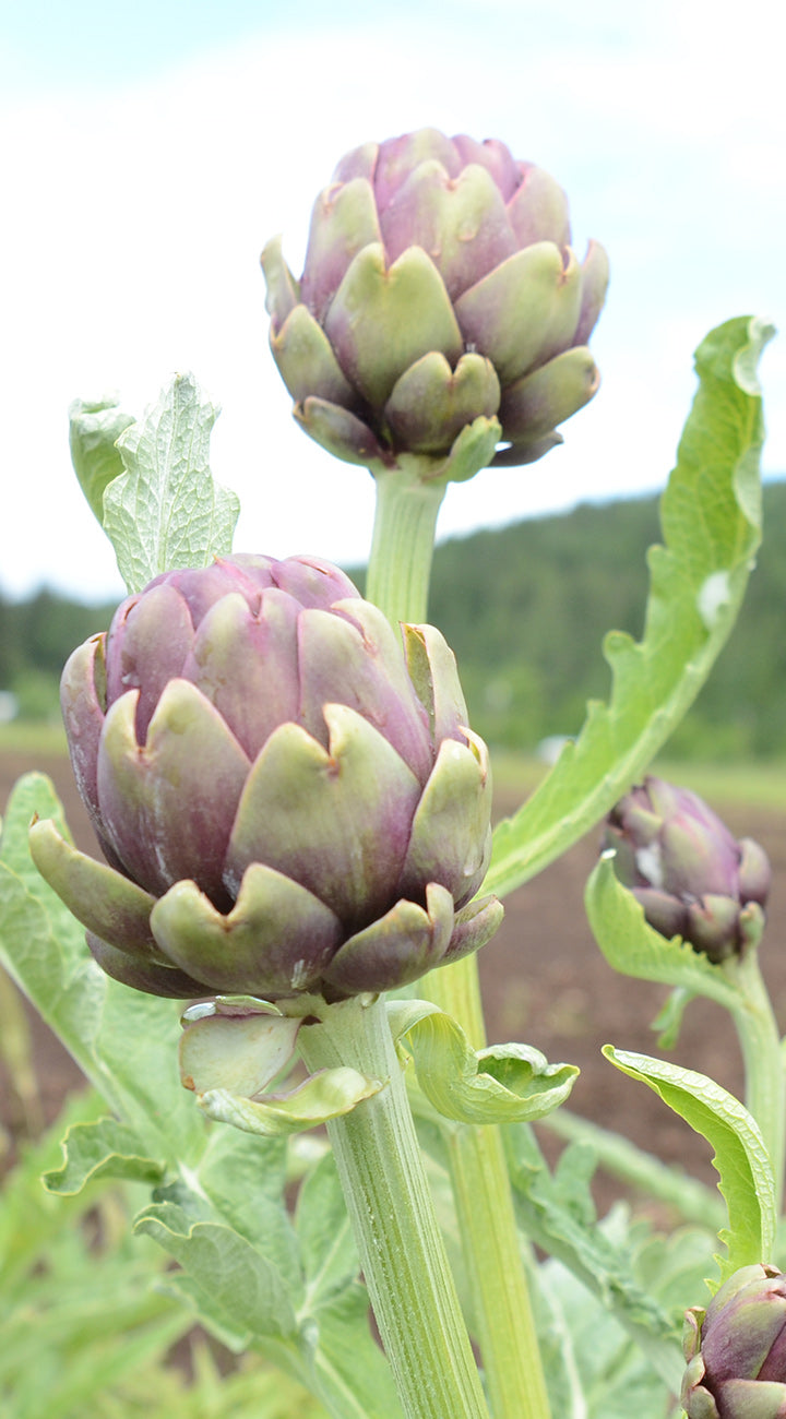 Artichokes growing in a field with a blurred background