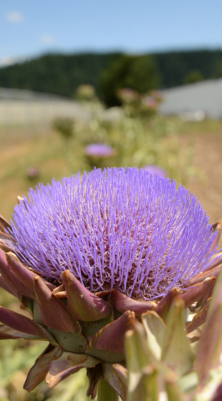Close-up of a purple artichoke flower with a blurred natural background