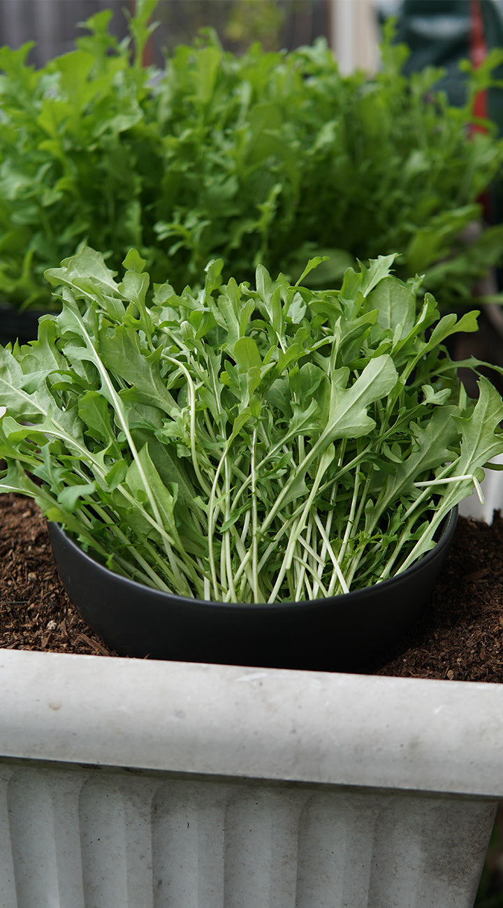 Potted green arugula plants in a garden setting