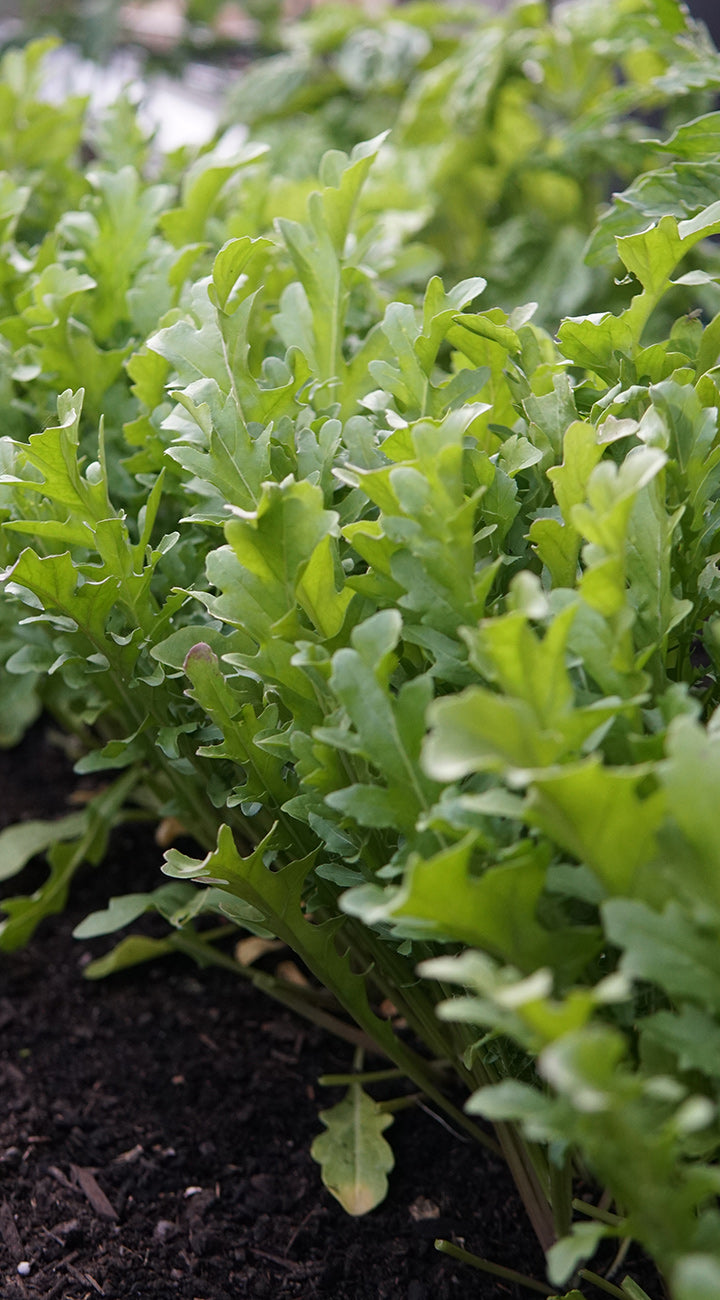 Close-up of green leafy arugula growing in soil
