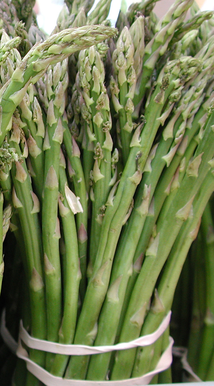 Bunch of green asparagus tied together with a white band