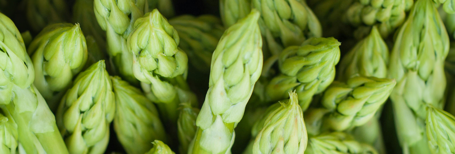 Close-up of asparagus crowns