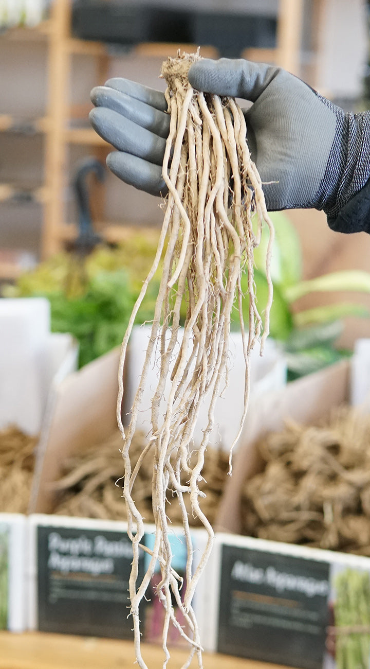 Hand holding asparagus crowns with a blurred background of shelves and boxes.