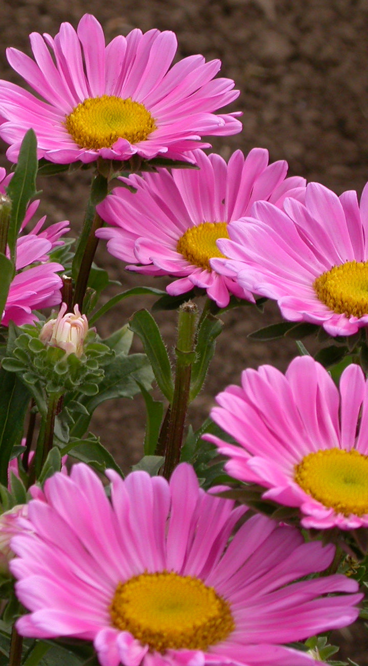 Close-up of pink aster flowers with yellow centers on a blurred natural background