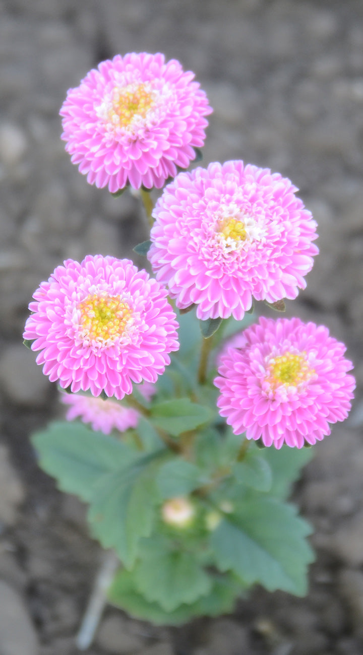 Pink aster flowers with yellow centers on a blurred background