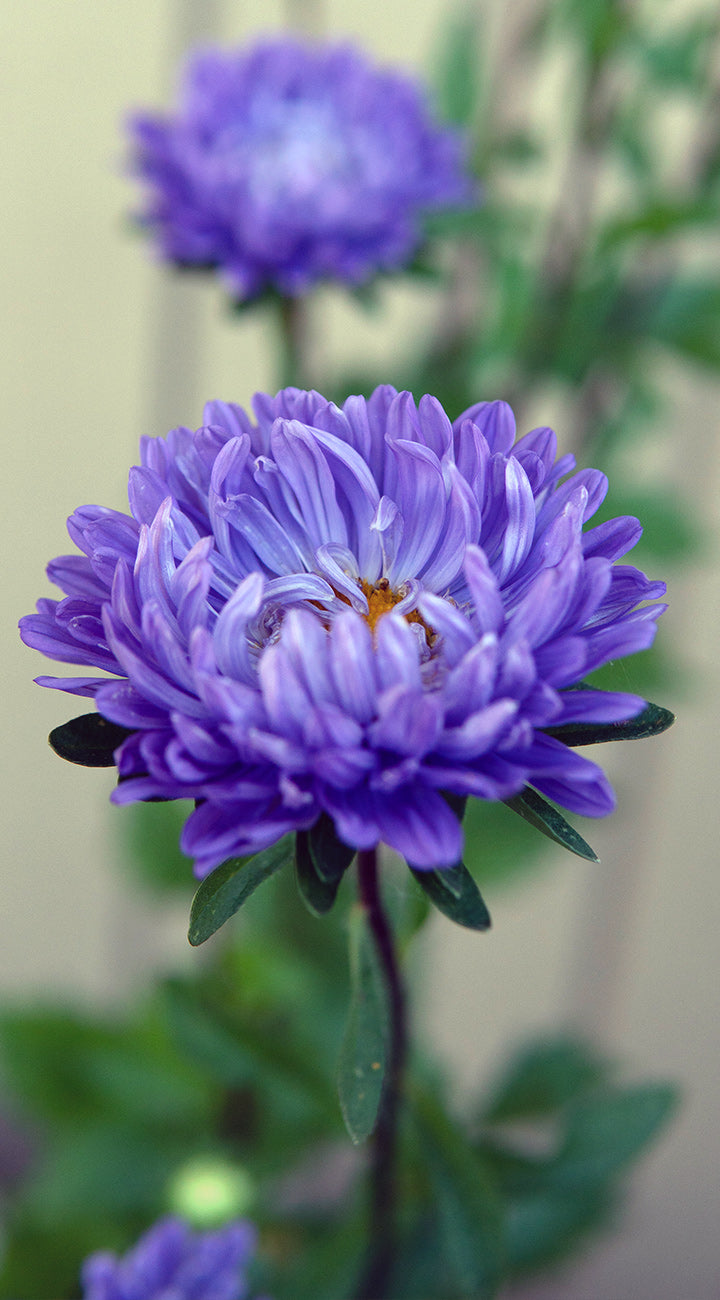 Close-up of a purple aster flower with a blurred green background