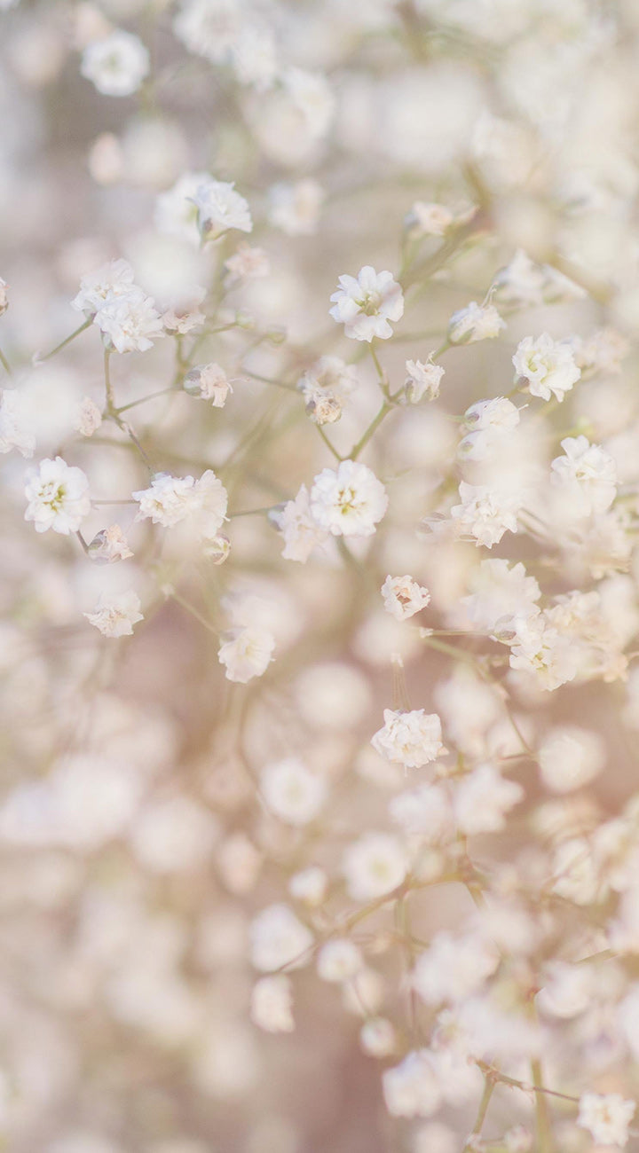 Close-up of Covent Garden baby's breath showing small white double blooms and airy branching stems against a soft blurred beige background