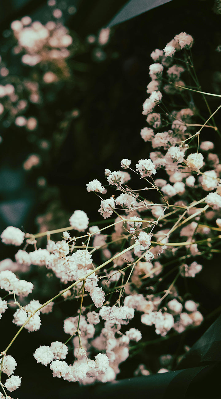 Close-up of white babys breath flowers with a dark background