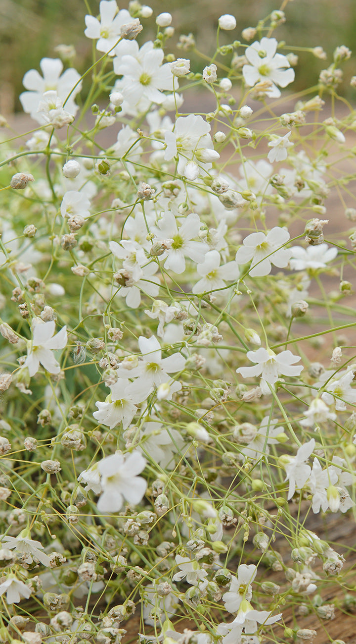 Close-up of Covent Garden baby's breath flowers showing delicate white blooms and airy branching stems on blurred background
