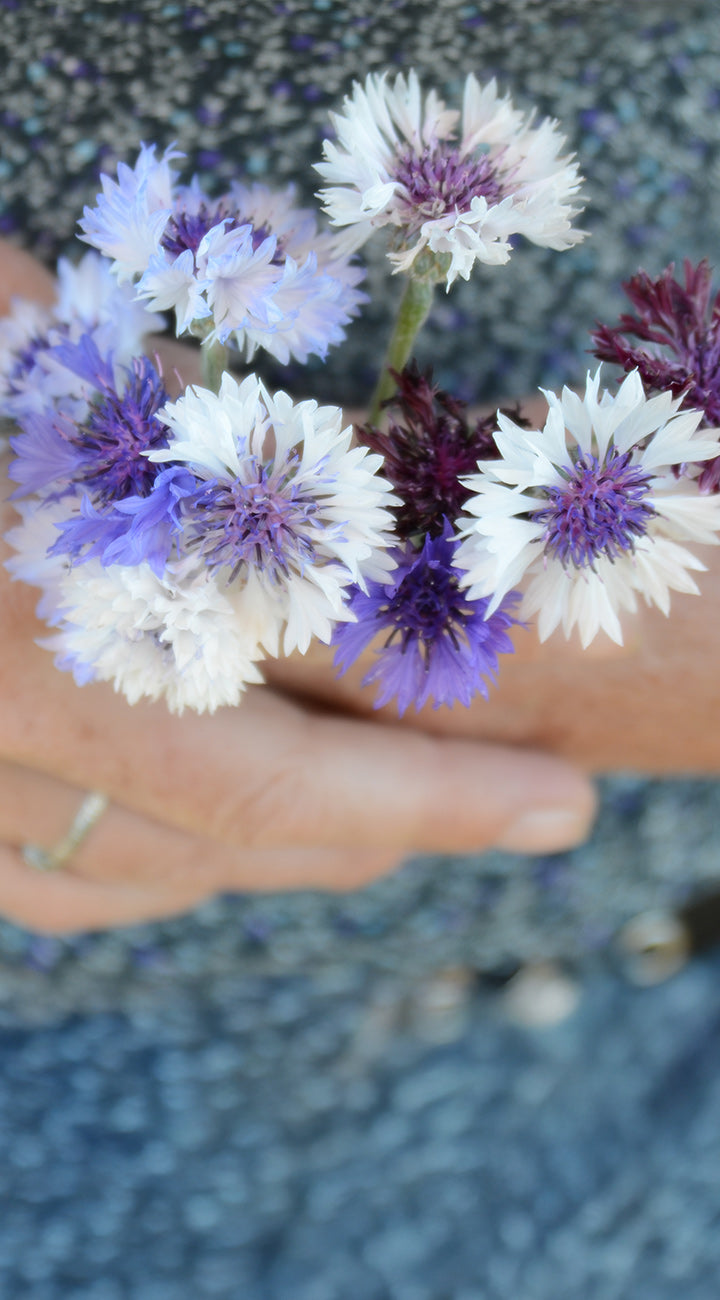 Hand holding a bouquet of purple and white bachelor button flowers against a blurred background