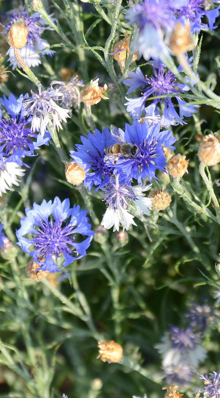 Blue bachelor button flowers with a bee on one of them, surrounded by green leaves.