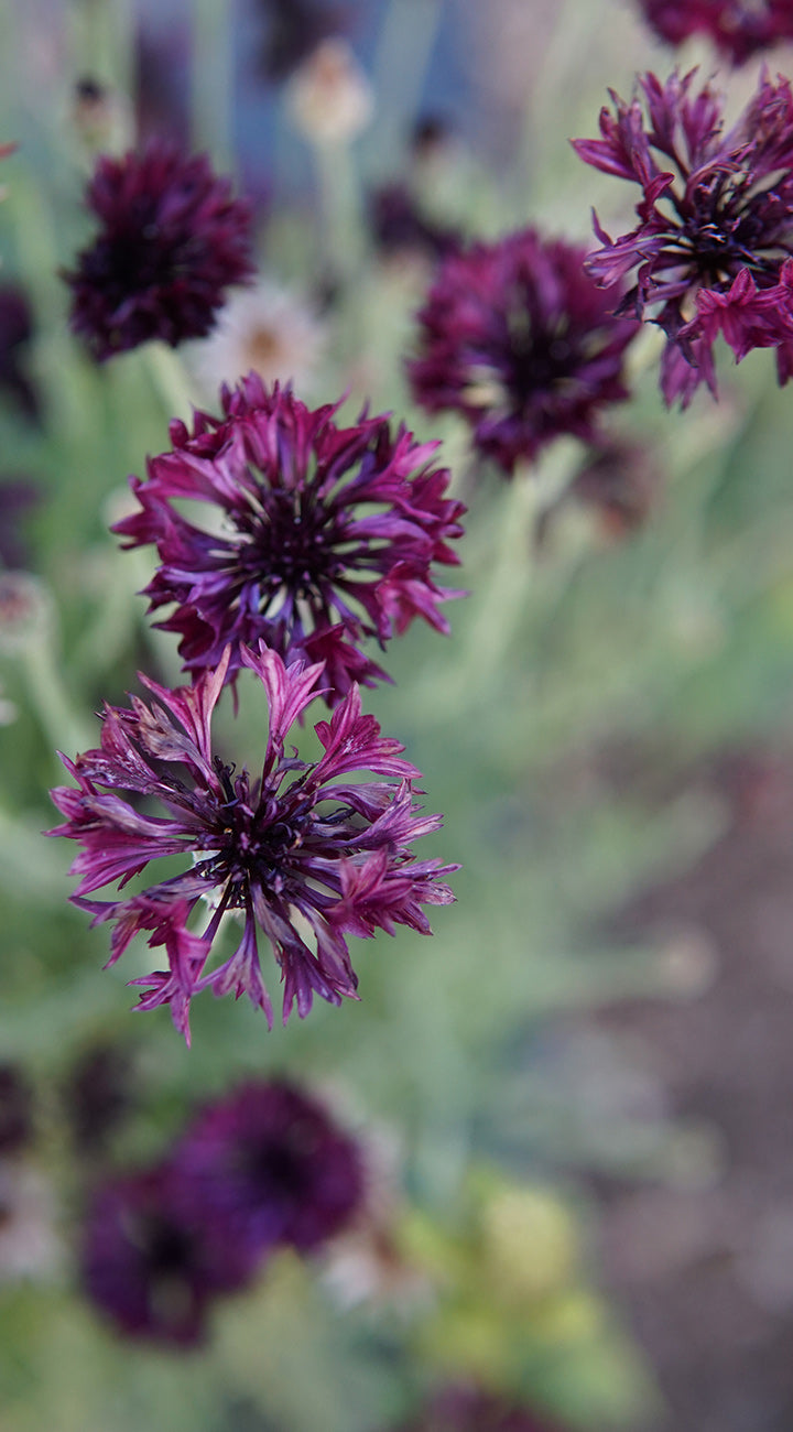 Close-up of purple bachelor button flowers with a blurred background